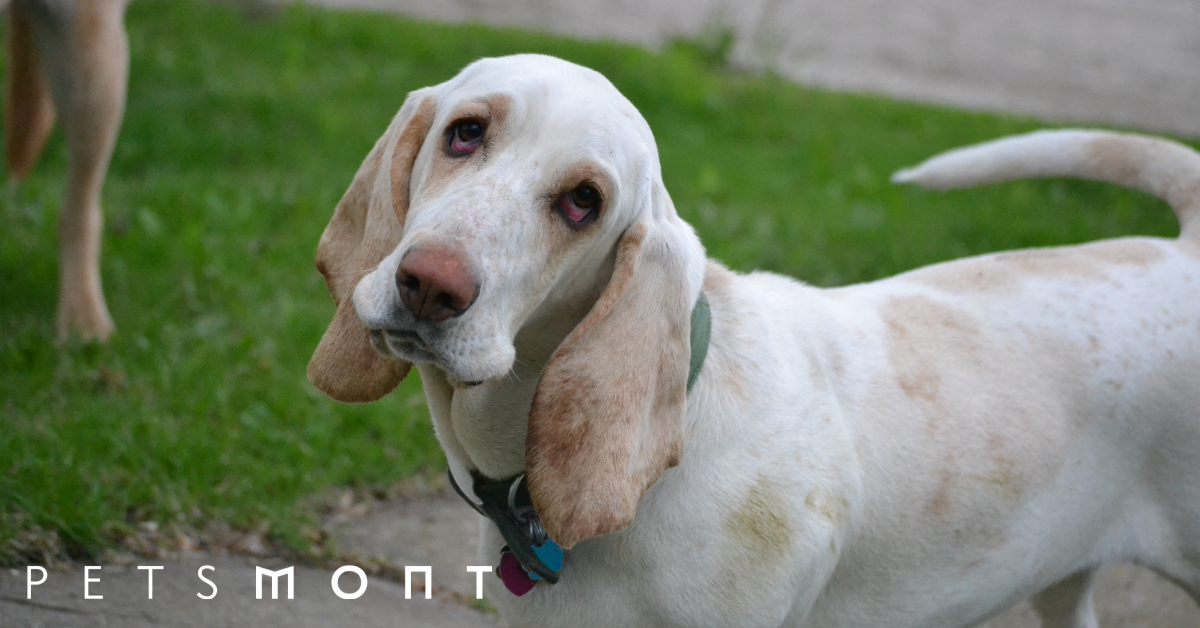 Hound Dog Breeds: Know These Awesome Dogs – Petsmont