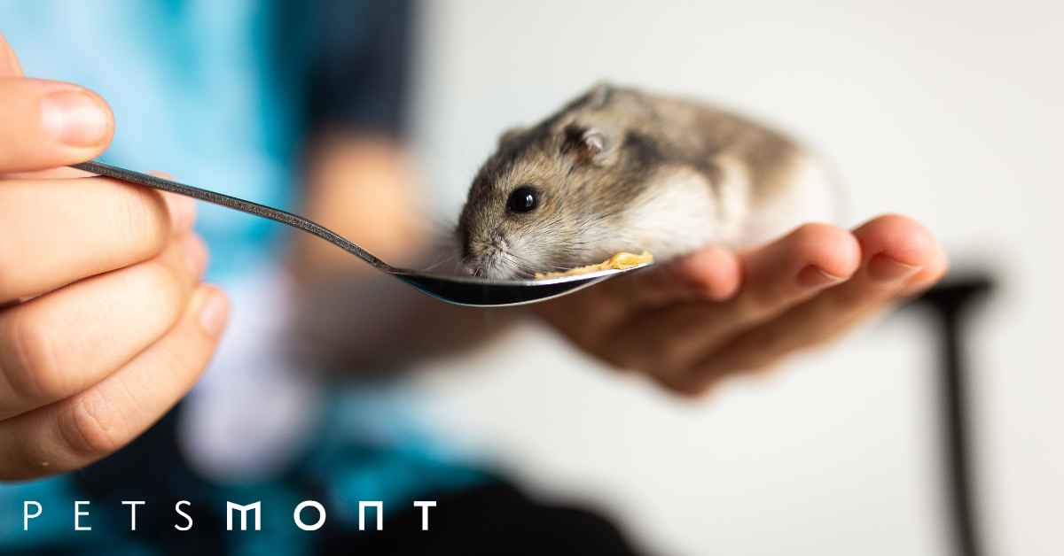 Hamster Life Expectancy – Petsmont