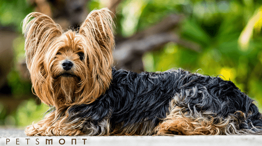 Home remedies 2025 for yorkie itching