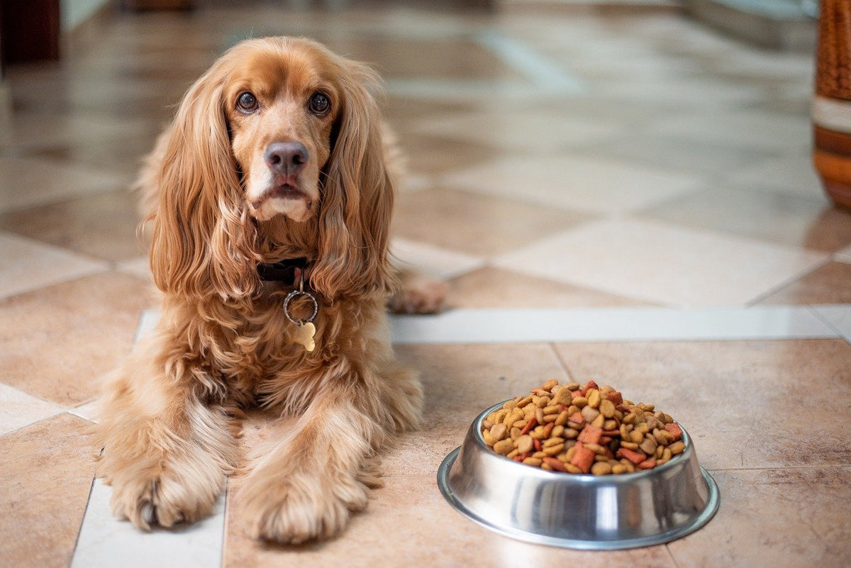 Common dog 2024 food allergies list