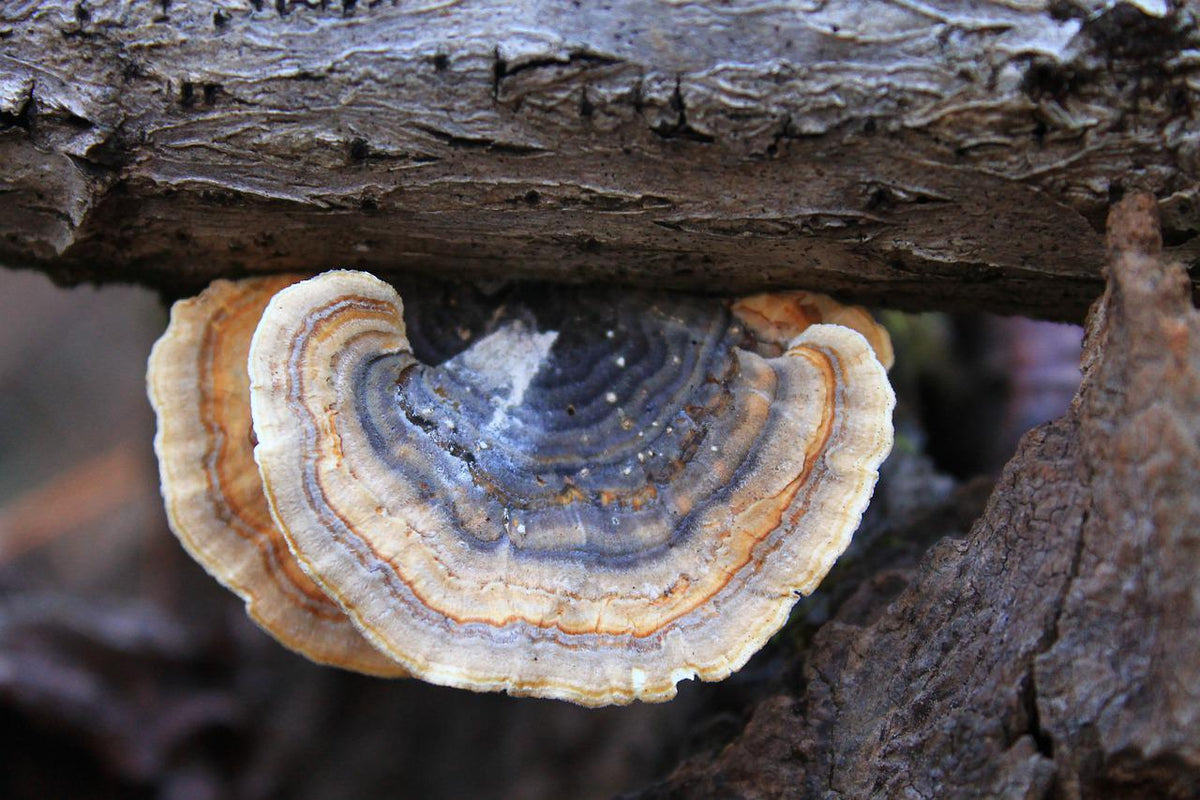 Turkey tail mushroom 2024 benefits for dogs