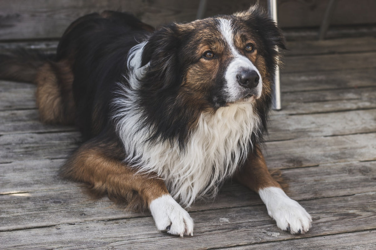 Calico best sale border collie