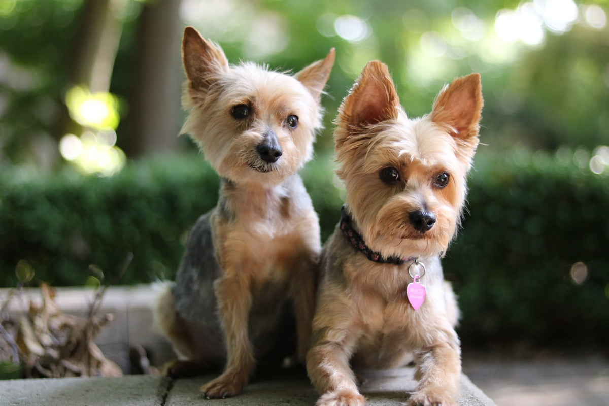 what are the different types of yorkies