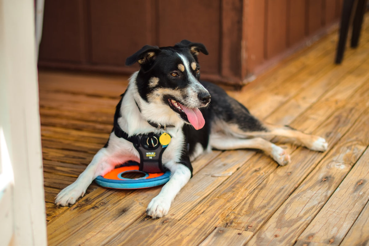 How to Make Your Dog a Service Dog – Petsmont