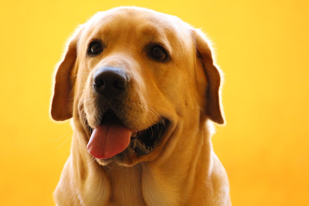 The 5 Most Intelligent Dog Breeds Chosen By Vets