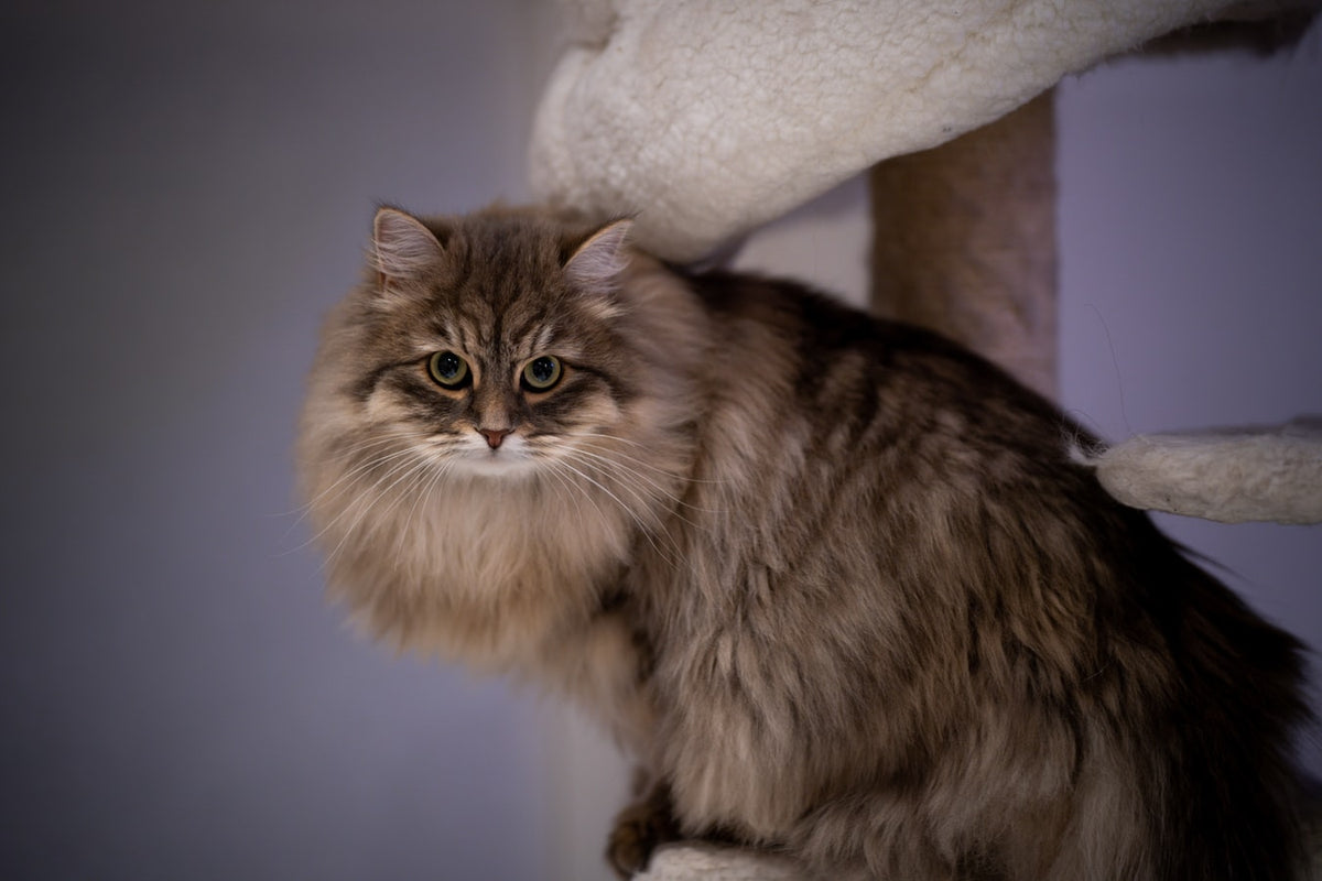 Siberian cat cats store dander