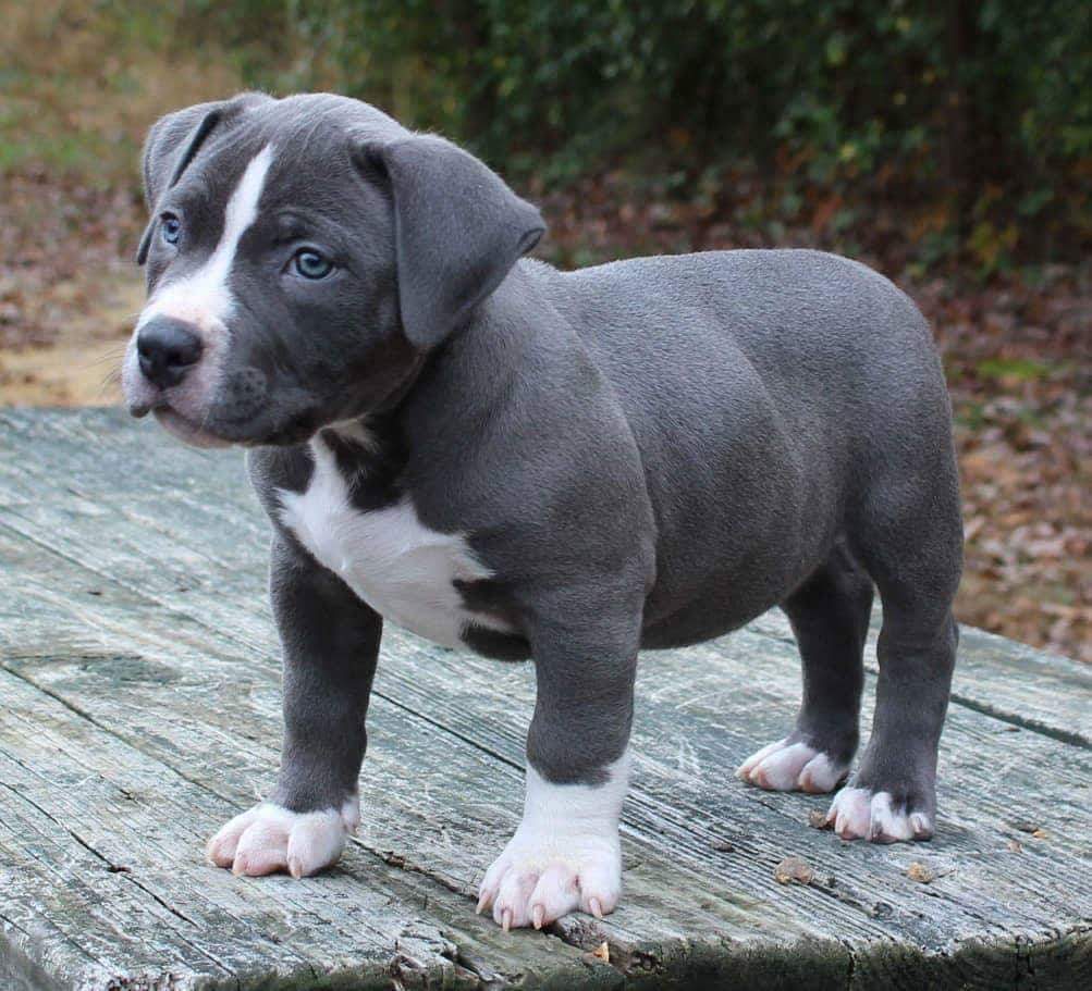 puppy blue nose pitbull