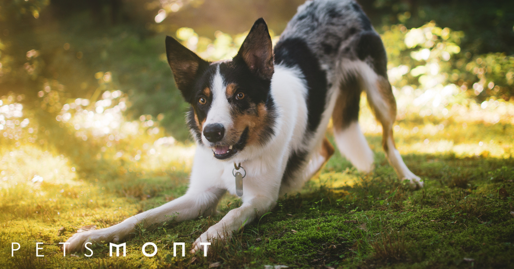 How To Teach A Dog To Roll Over: The Best Method