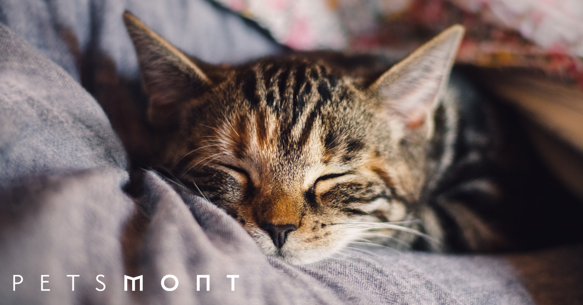 Cat Cold Remedies Here s What You Need to Know Petsmont