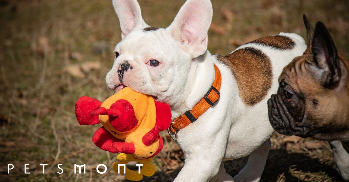 5 Puppy Chew Toys You Need to Know Petsmont