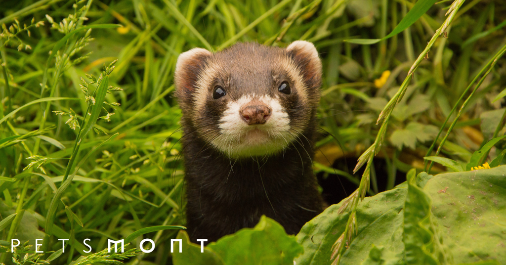 Ferret Lifespan: Best Caretaking Practices for a Ferret Lifespan