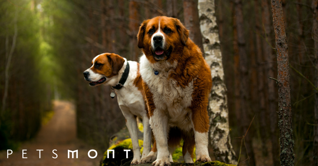 St. Bernard vs. Bernese Mountain Dog: What Are 8 Key Differences