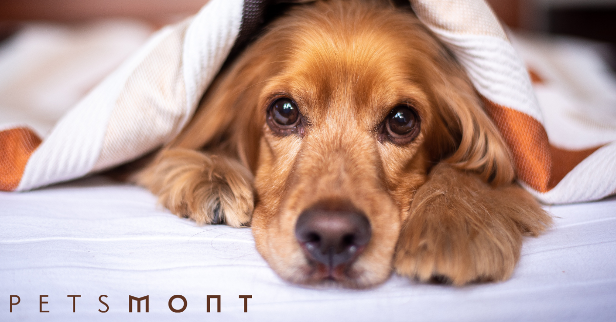 Signs of Heartworms in Dogs – Petsmont