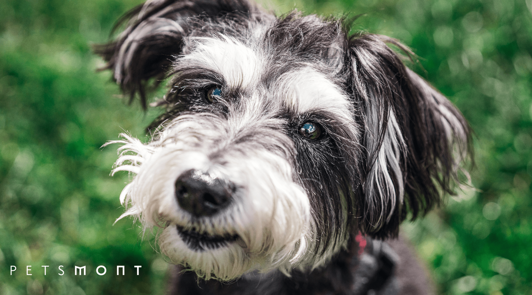 5 Ways to Keep Miniature Schnauzers Coat Shiny and Healthy Petsmont