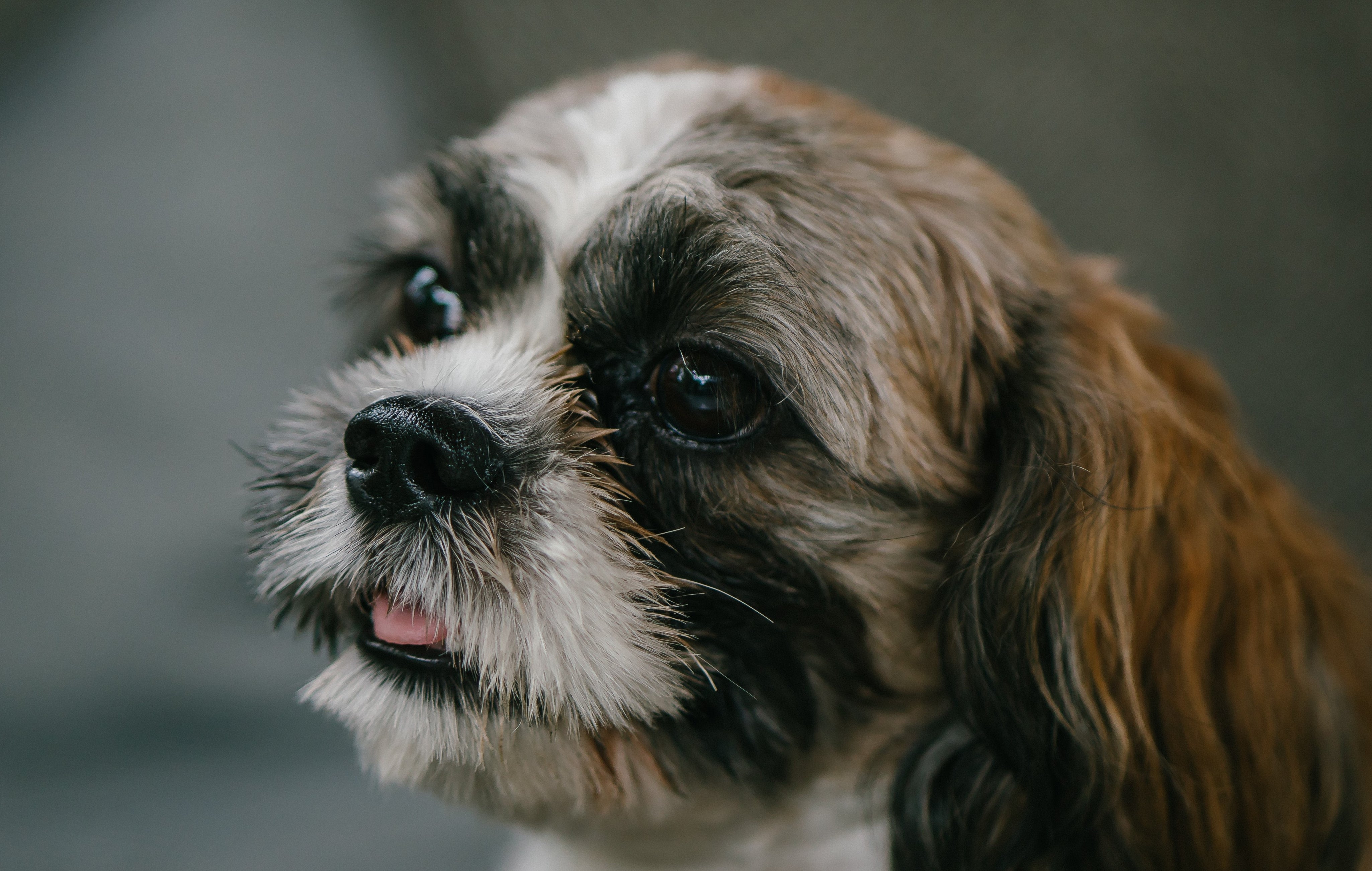 how many puppies do shih tzus normally have