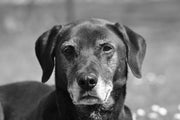 A Pet Parent Survival Plan for Dog Dementia