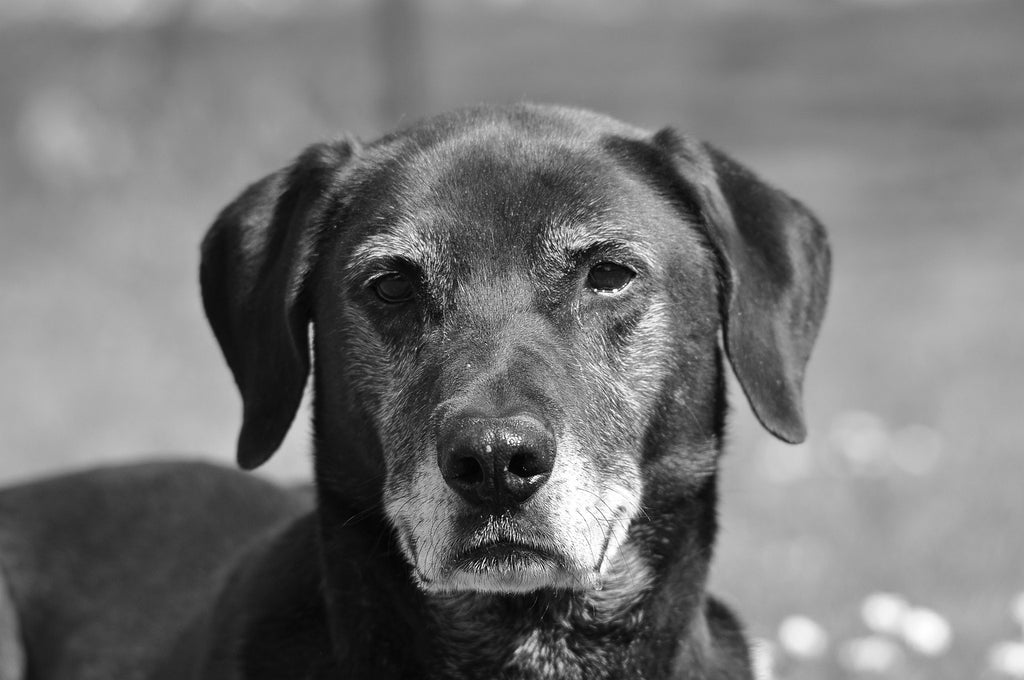 A Pet Parent Survival Plan for Dog Dementia