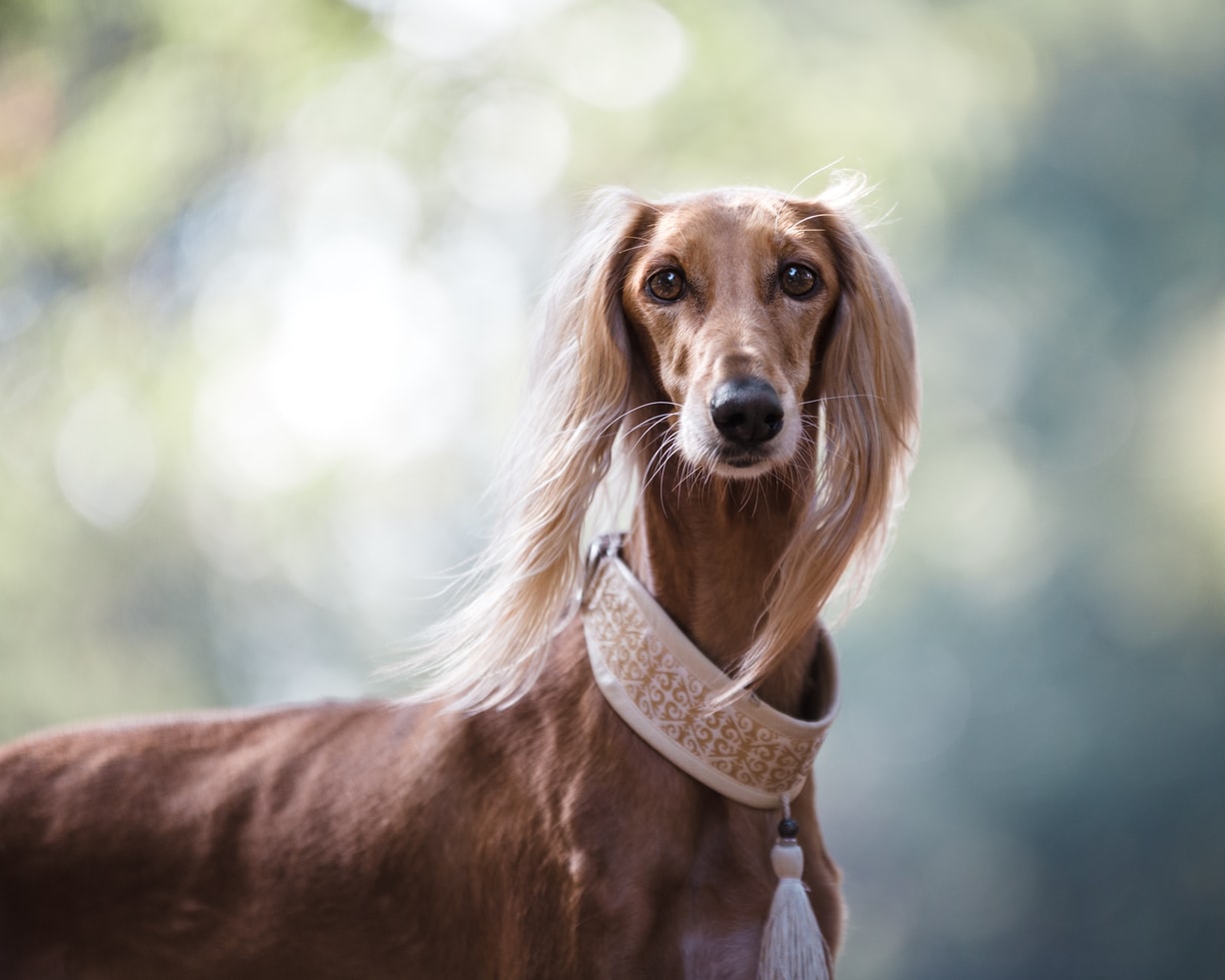 Unusual dog clearance breed