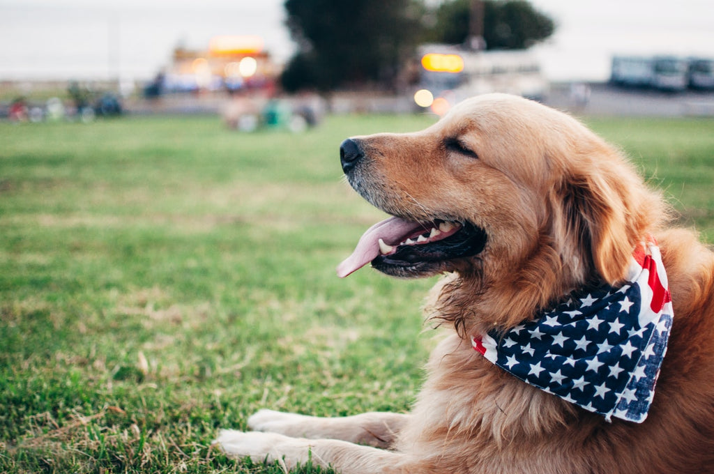 5 American Dog Breeds You Need To Know